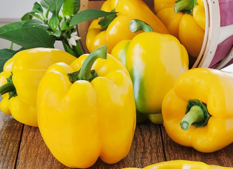 تصویر 4 از قیمت خرید فلفل دلمه رنگی + فروش ویژه